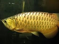 Healthy Golden arowana Fish available for rehoming