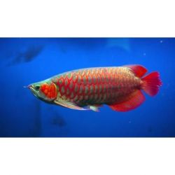Healthy Super Red Arowana Grade 0035 for rehoming