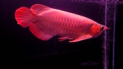 ood looking Asian Red arowana fish available text