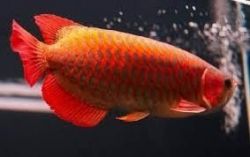 Super red Arowana Fish and many others