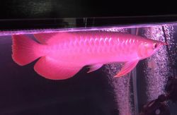 A Reliable Source Of Asian Arowana Fishes