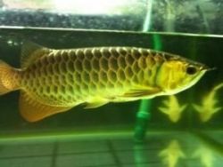 24K Golden arowana fish text us at (xxx) xxx-xxx0.