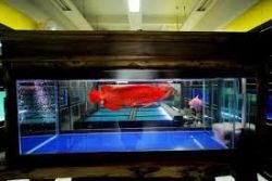 Healthy Super Red Arowana Fishes For Good Prices