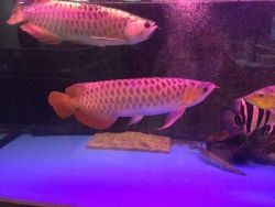 Healthy Super Red Arowana Fishes For Good Prices