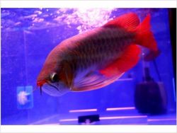 Asian Red Arowana Fish For Sale