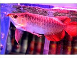 Super Red Arowana Fish For Sale And Others