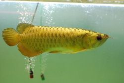 24k Golden Arowana Fish For Sale