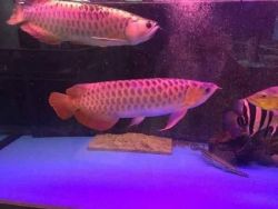 High Quality Super Red And 24k Gold Arowana's