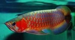 Quality and Affordable Arowanas Fishes