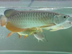 24k Arowanas And Many More For Sale