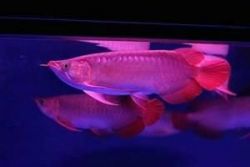 Excellent arowanas fishes for sale