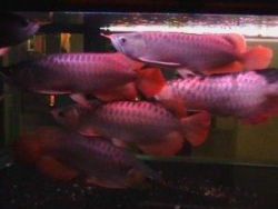 Asian Red Arowan Fish For Sale xxx-xxx-xxxx