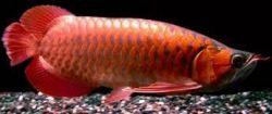 Supper Arowana fishes of all kinds Available