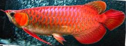 New Arrival For Super Red Arowana Fish