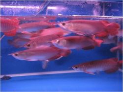 Super Red Arowanas And Many Others For Sale.