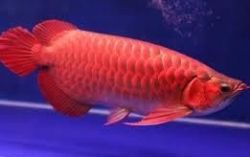 Top Quality Super Red And The 24k Gold Arowanas