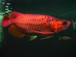 Arowana Fish Of All Types And Sizes For Sale Now