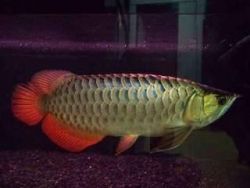 Healthy and the most colorful Arowana Fishes