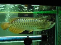 24k Golden Arowana Fish For Sale