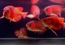 Arowanas fishes and other fishes for sale