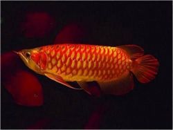 Quality Super Red Arowana Fish