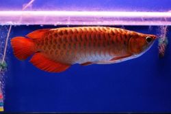 Super red Arowana Fish