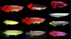 arowana fishes for sale of all Sizes