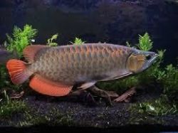 super red arowana fihes for sale