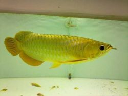 Golden Arowana Fish For Sale Etc (xxx)-xxx-xxxx