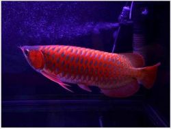 Asian Red Arowana Fish For Sale (xxx) xxx xxx2
