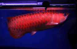 Chilli Red Arowana Fish For Sale (xxx) xxx xxx2