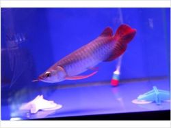 Top Quality Super Red Arowana Fish (xxx) xxx xxx2
