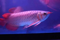 Super Red Arowana Fish And Others (xxx)-xxx-xxxx