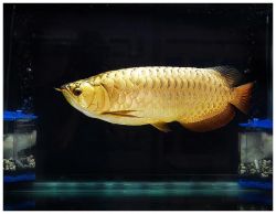 24k Golden Arowana Fish Etc (xxx)-xxx-xxxx