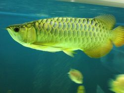 Golden Arowana Fish Now For Sale (xxx)-xxx-xxxx
