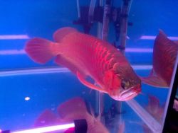 Red Arowana Fish For Sale (xxx)-xxx-xxxx