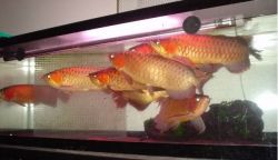 Super Red Arowana Fish And Many Others Available