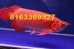 Great Quality Super Red Arowana Fish And Others