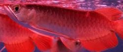 Super red arowana fish, and many others for sale!