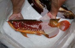 Premium Quality Asian Red, Chili Red, Super Red Arowanas for Sale(760)