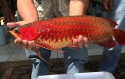 Asian red arowana fishes