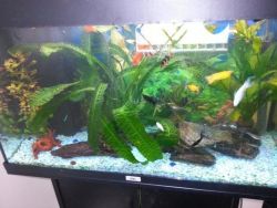 Complete Fish Tank With Stand And Fish For Sale
