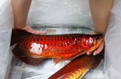 Asian Red Arowana Fish for Sale and others Call or Text At (xxx)-xxx-xxxx
