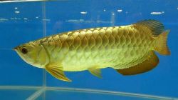 24K Golden Arowana Fish For Sale (xxx)-xxx-xxxx
