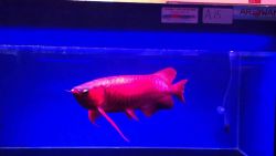 Best Asian Arowana Fish Available of all colors now (xxx)-xxx-xxxx