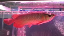Premium Quality Super Red Arowana Fish For Sale