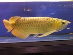 Golden Arowana Fish For Sale