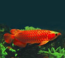 Super Red Arowana Fish and Many Others Available For Sale