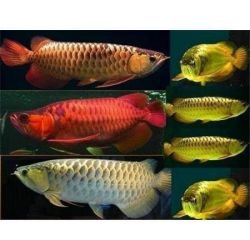 Super Red Arowana Fish and Many Others Available For Sale