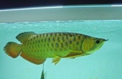 24K Golden Asian Arowana Fish For Sale in Stock (xxx) xxx-xxx3